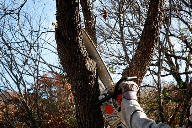 Best Tree Preservation Services  in Brodhead, WI