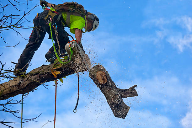 Best Utility Line Clearance  in Brodhead, WI